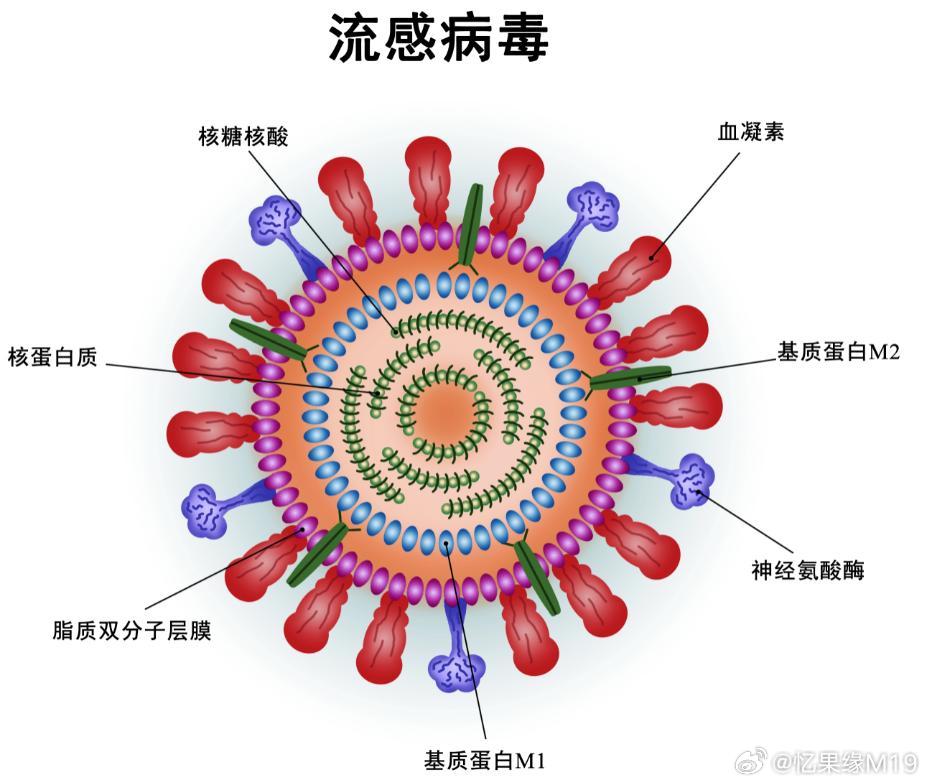 流感毒株的数量及其影响，深入理解与应对