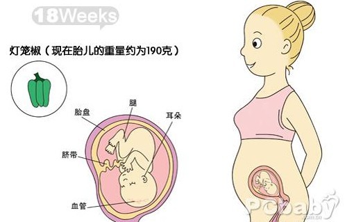 怀孕20周胎动在肚脐下面正常吗？一文解读你的疑惑