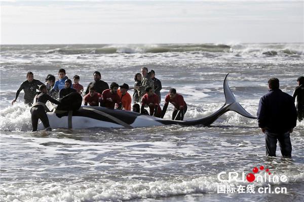 虎鲸幼崽死亡，海洋世界的无声悲剧