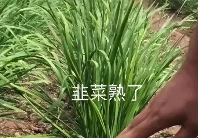 花9000万润英国后成韭菜，一场关于梦想与现实的博弈