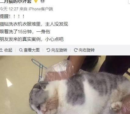 猫意外闯进洗衣机，一场两分钟的奇幻冒险