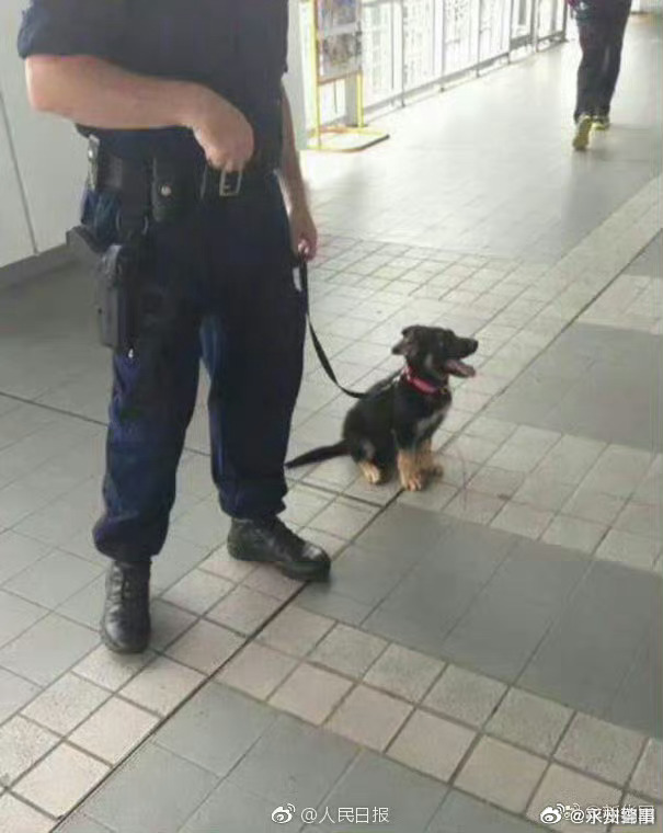 警犬因上班没精神被通报批评，责任与关怀并重