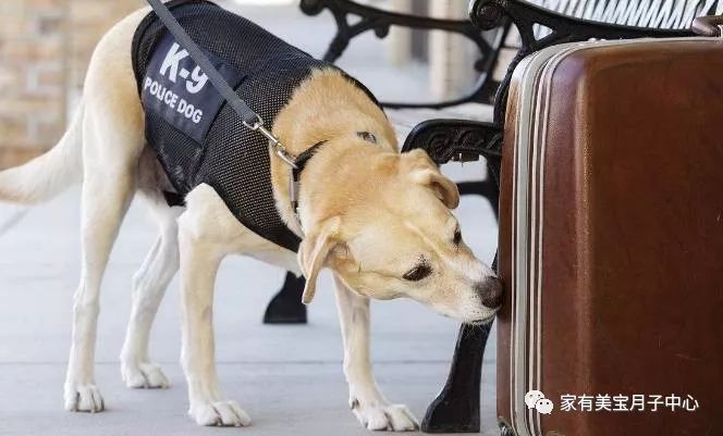 警犬因上班没精神被通报批评，职责与关怀的双向思考