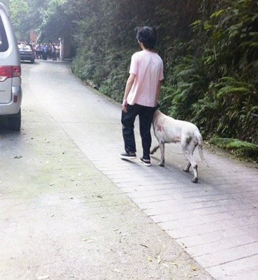 老人疑遭犬撕咬去世，悲剧背后的反思与警醒