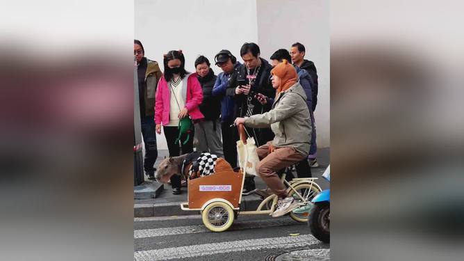 男子在上海街头骑车遛卡皮巴拉，一场独特的都市奇遇