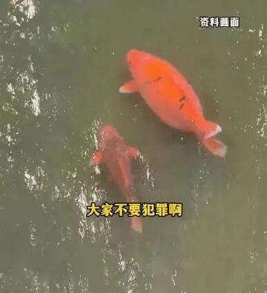 重庆公园大量锦鲤死亡，投毒者被拘——保护生态环境，人人有责