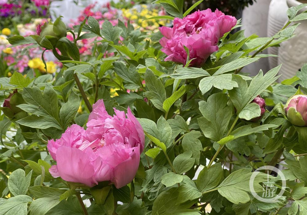 春节临近，年宵花市场火热畅销